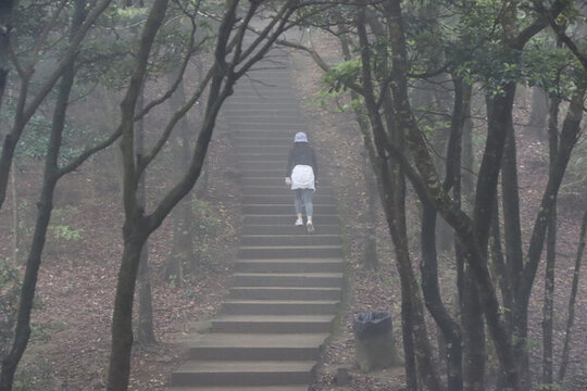 霧天林間小路