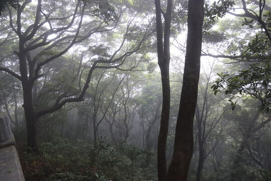 霧里的樹林