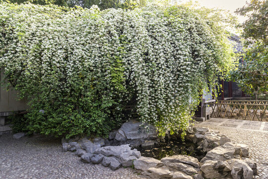 薔薇花開(kāi)時(shí)的滄泉美景
