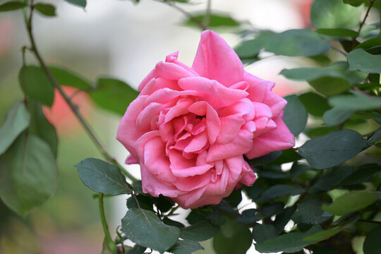 月季花