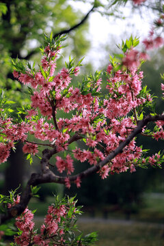菊花桃