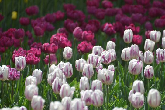 一片郁金香花