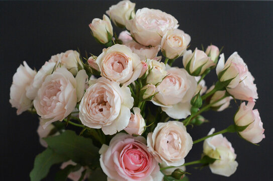 月季花