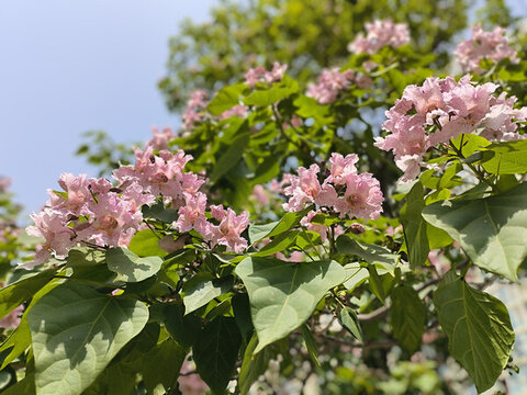 楸樹開花