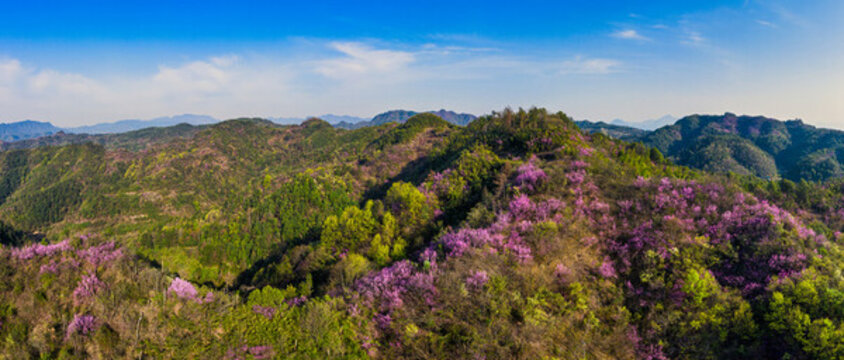 春天滿山遍野紫荊花野山花