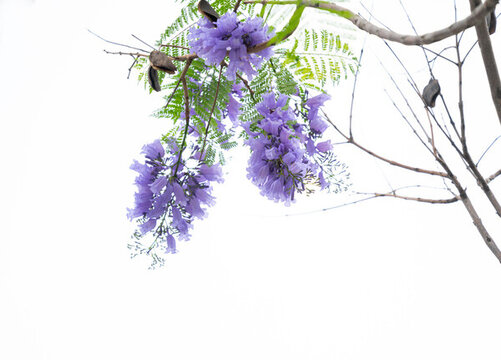 藍(lán)花楹