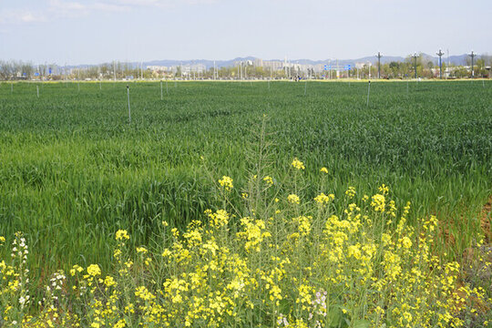 東安湖公園外圍油菜花和麥田