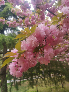 櫻花