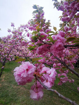 櫻花