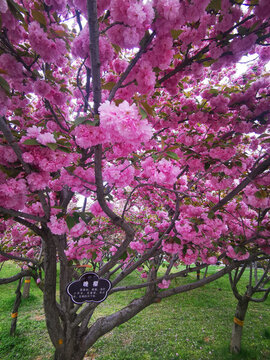 櫻花