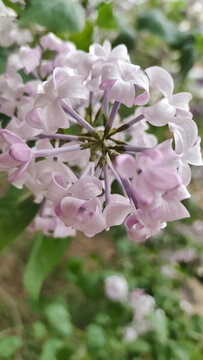 丁香花