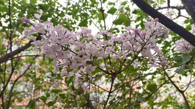 丁香花