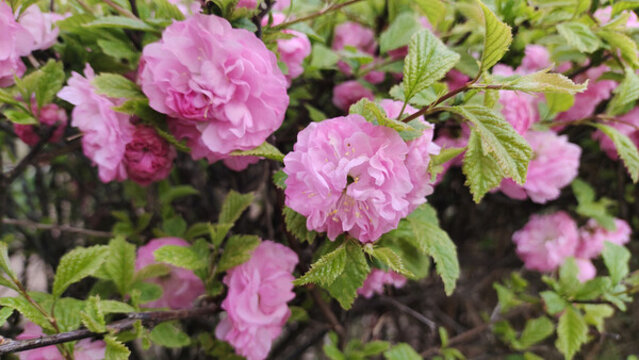 薔薇