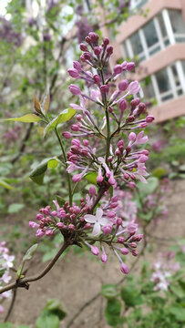 丁香花