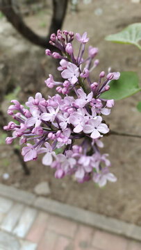 丁香花