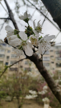 梨花