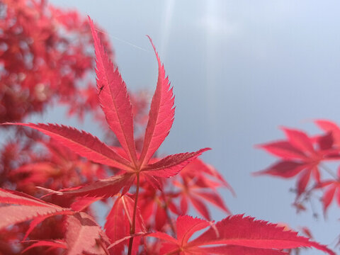 阳光下的一抹红叶自然风景