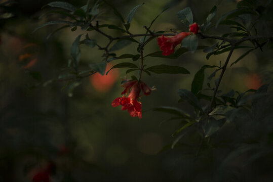 石榴花
