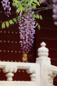 國子監(jiān)紫藤花與古建筑