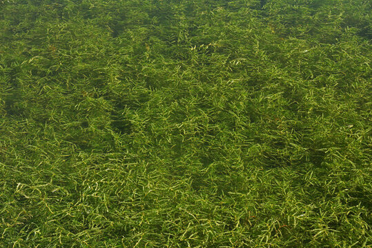 水生植物