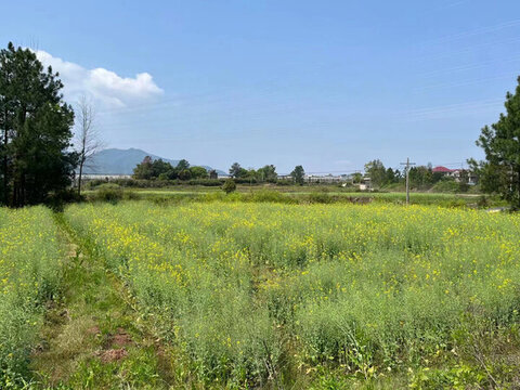 田園油菜花景象特寫(xiě)