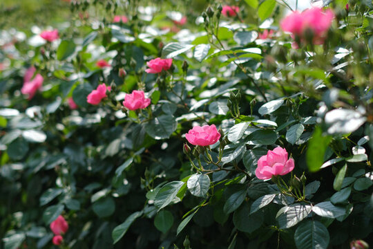 薔薇花