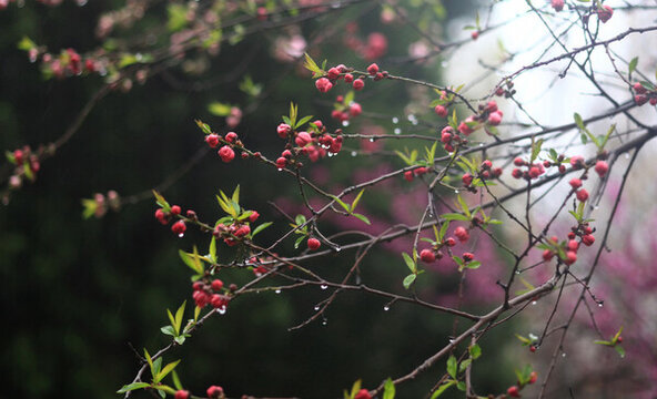 桃花