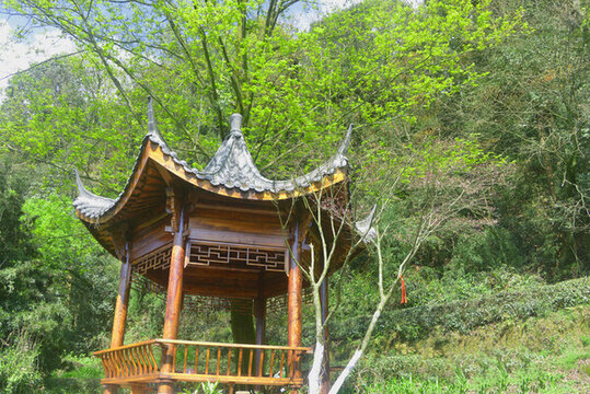 蒙頂山?jīng)鐾げ柰? style=