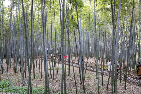 蘇州虎丘風光
