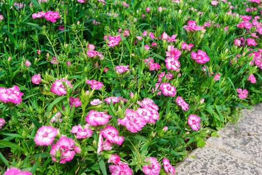 中國(guó)石竹花