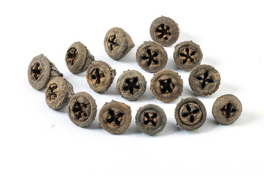一口鐘桉樹(shù)果