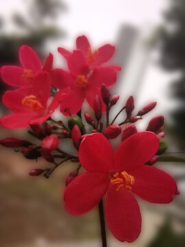 琴葉櫻花高清琴葉珊瑚圖片