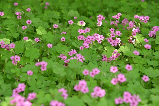 醡漿草