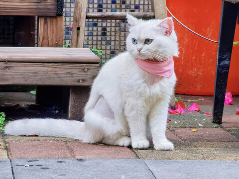 貓咪