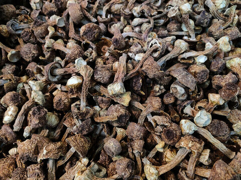干松茸