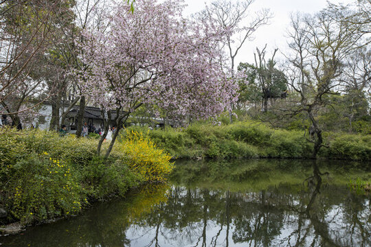蘇州掘政園古典園林風(fēng)光