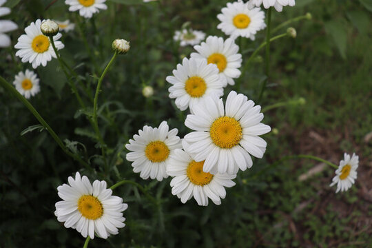 雛菊