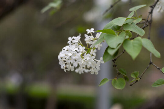丁香花