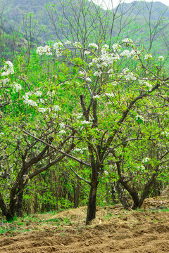 果樹(shù)嫁接后盛開(kāi)白色的梨花
