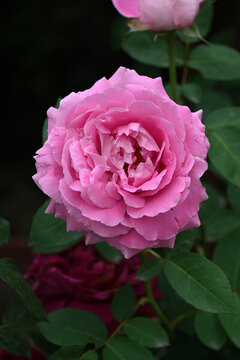 月季花
