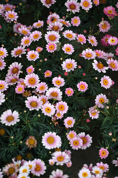 小雛菊