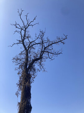 冬天枯樹