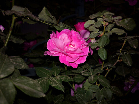 薔薇