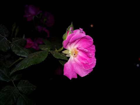 薔薇