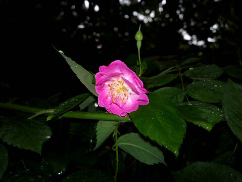 薔薇