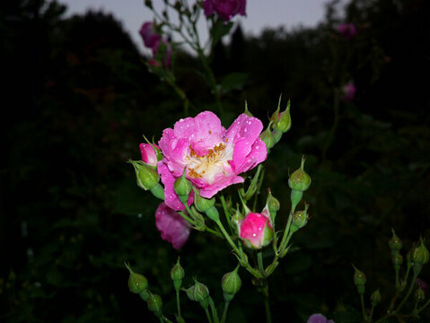 薔薇