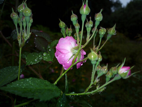 薔薇
