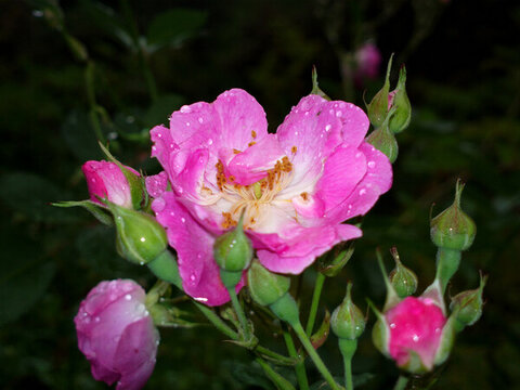 薔薇