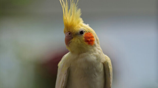 玄鳳鸚鵡