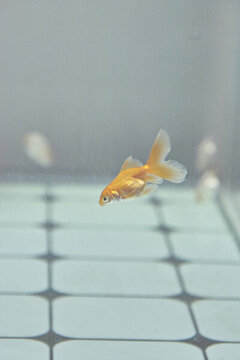 呆萌小金魚